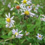 Bee on flower