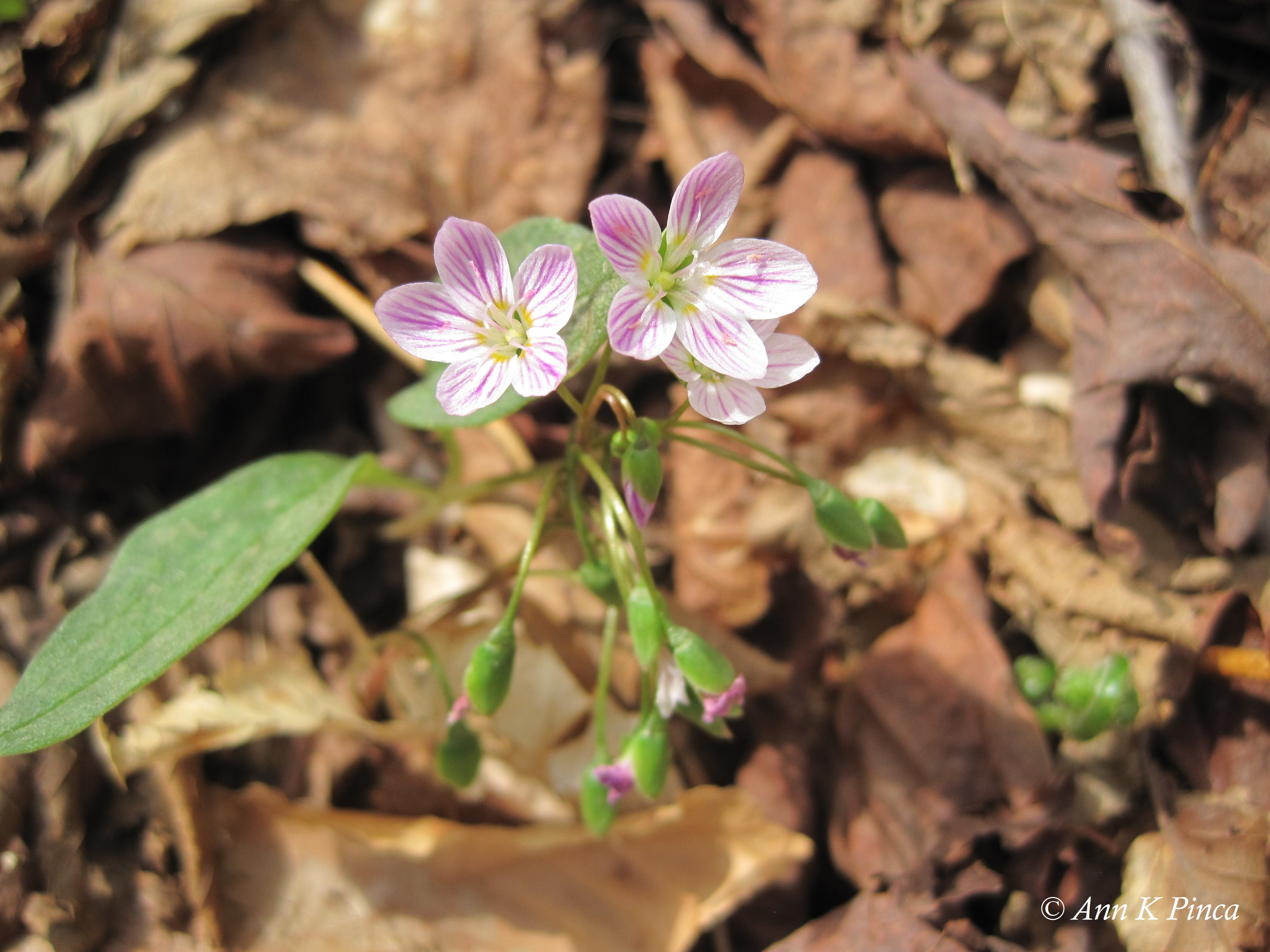 Pink flower